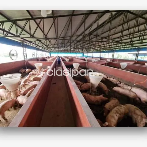 planta de producción de carne porcina, foto 2
