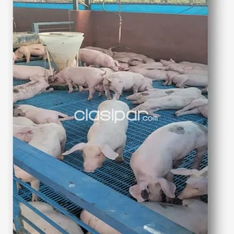 planta de producción de carne porcina, foto 3