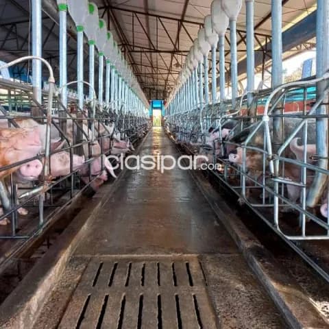 planta de producción de carne porcina, foto 4