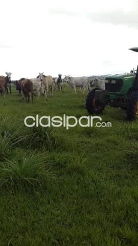 1.060 hectáreas sobre ruta departamento de caaguazu-carayao — foto 4