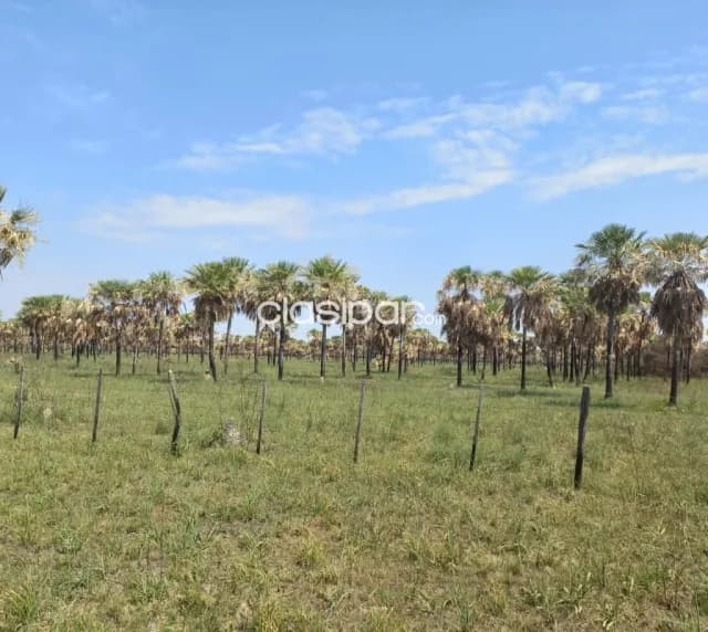 Campo Agrícola/Ganadero en Benjamín Aceval - 257 Ha — foto 3