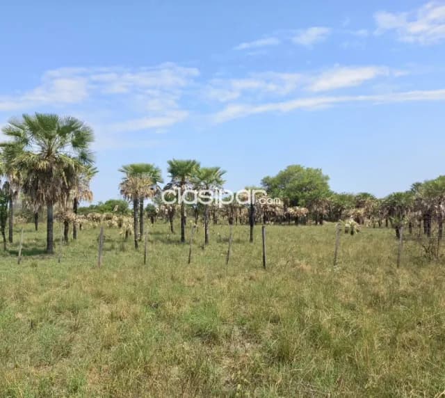 Campo Agrícola/Ganadero en Benjamín Aceval - 257 Ha — foto 5