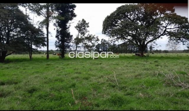 Campo Agrícola/Ganadero en Minga Guazú costa al Río Acaray - 142 Ha