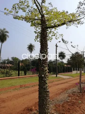En venta Terrenos en Atyra. Lugar alto, arbolado, con todos los servicios, foto 5