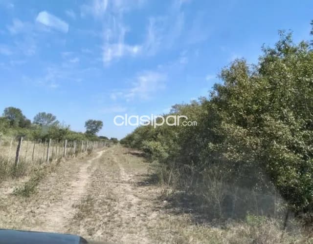 Campo Ganadero en Villa Hayes sobre Ruta Ñ - 770 Ha — foto 3