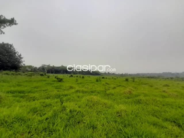 Campo Agrícola/Ganadero en Santani - 65 Ha — foto 3