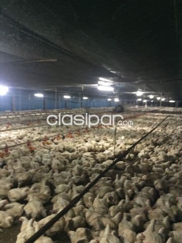 Arroyos y esteros: 27 has, granja avicola modelo en venta, en funcionamiento