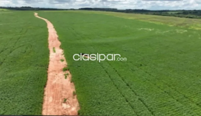 Santa rita: 1.2230 has, tierra roja premium, mecanizada + pasturas, 8.500 usd/ha — foto 5