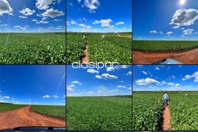 E/ tavapy y santa rita: 1.080 has, tierra roja premium mecanizada, financiación propia — foto 2