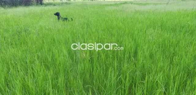 Campo de 18.804 Hectáreas en Fuerte Olimpo, Alto Paraguay - CLCS5828762 — foto 3