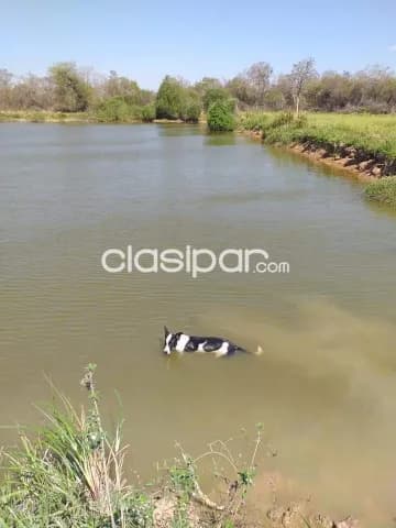 Campo de 18.804 Hectáreas en Fuerte Olimpo, Alto Paraguay - CLCS5828762 — foto 5