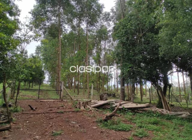 Terreno 2Has 8545m² con Casa en Colonia Santo Domingo, foto 4