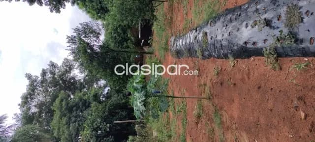 En venta amplio terreno en el centro de ypane, foto 3