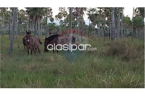 Excelente campo en bahia negra!!, foto 3