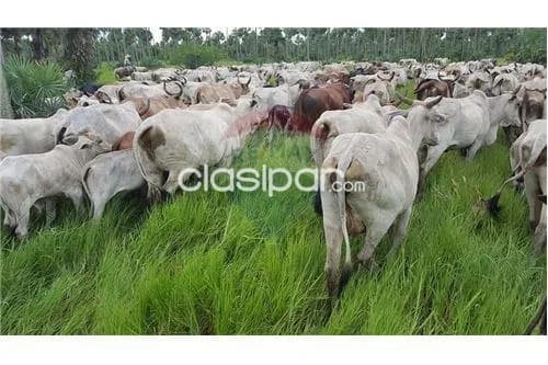 Excelente campo en bahia negra!!, foto 4