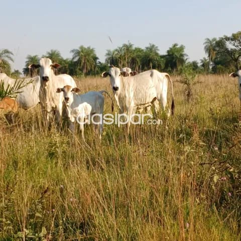 Amplio terreno de 47 hectarias en Tobati a 64 km de Asuncion, foto 5