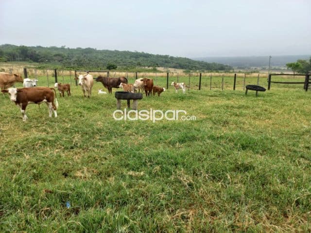Granja completa en Nueva Colombia - 74 Ha