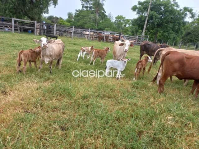 Granja completa en Nueva Colombia - 74 Ha — foto 4