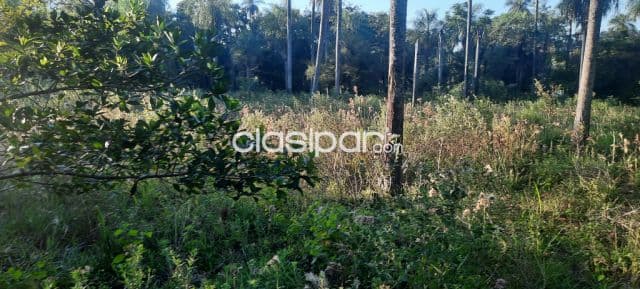 Terreno de 8000 mt.cuadrado para casa quinta en Nueva Colombia, foto 1