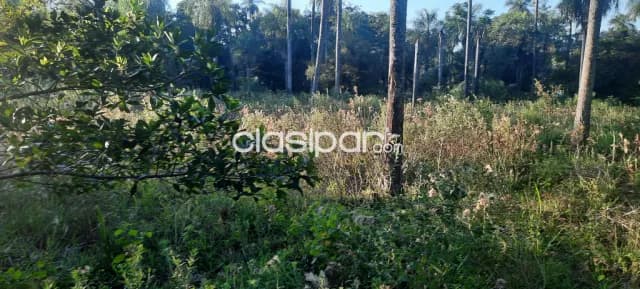 Terreno de 8000 mt.cuadrado para casa quinta en Nueva Colombia, foto 2