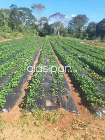 Terreno en Aregua - Zona Estacion Terrena — foto 4