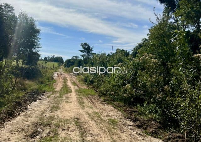 Campo Ganadero/Forestal en Cecilio Báez - 100 Ha