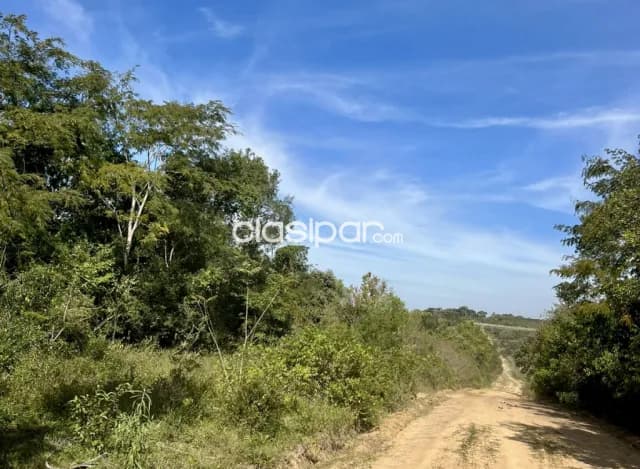 Campo Ganadero/Forestal en Cecilio Báez - 100 Ha, foto 3