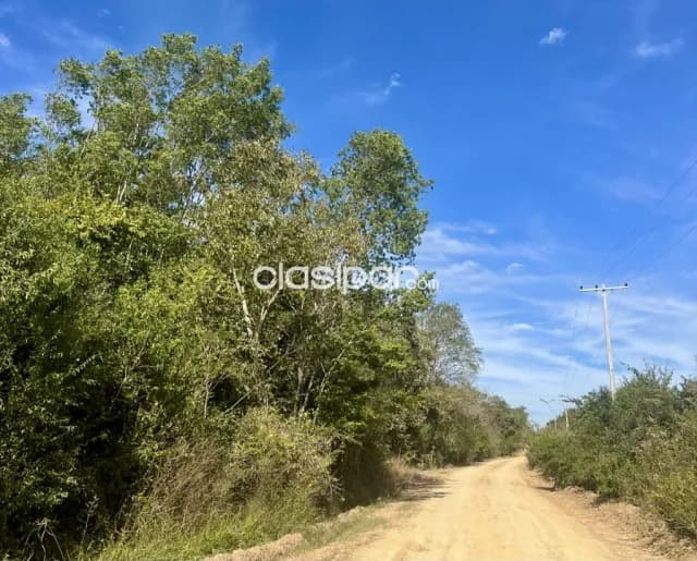 Campo Ganadero/Forestal en Cecilio Báez - 100 Ha, foto 4