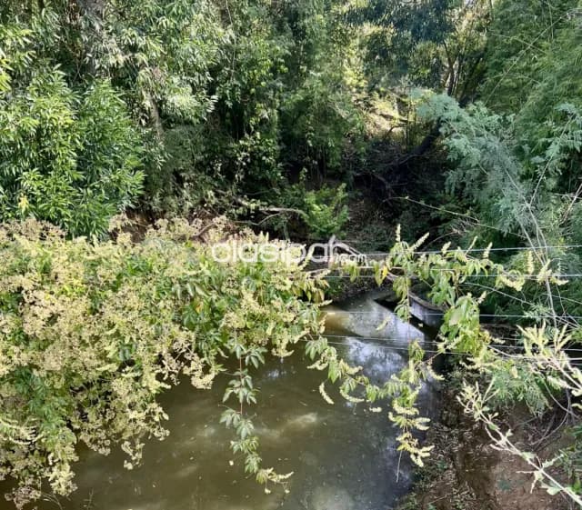 Campo Ganadero/Forestal en Cecilio Báez - 100 Ha, foto 5
