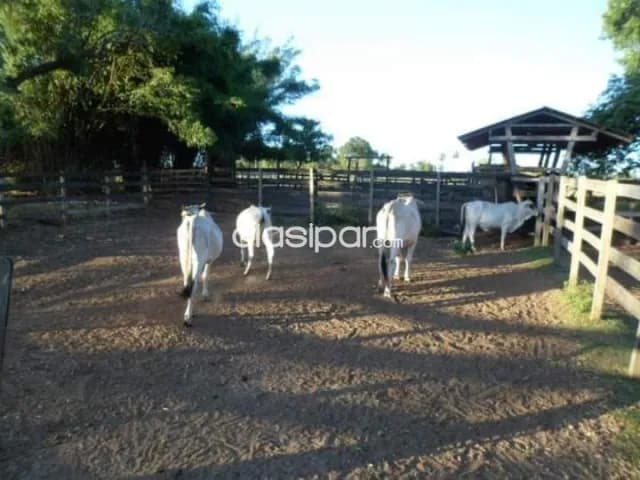 Campo Agrícola/Ganadero en Caazapa - 223 Ha, foto 4