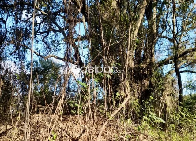Terreno Rural en José Falcón - 12 Ha — foto 5