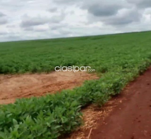 Campo Agrícola Mecanizado en Santa Rita - 157 Ha