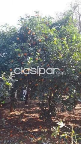 Hermoso terreno con arboles frutales de 360 m2 en guarambare a 12 cuadras de la py027, foto 4