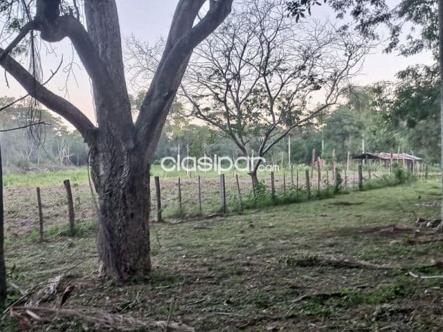 Campo Ganadero En San Pedro Con Costas Al Rio Jejui 100 Ha — foto 1