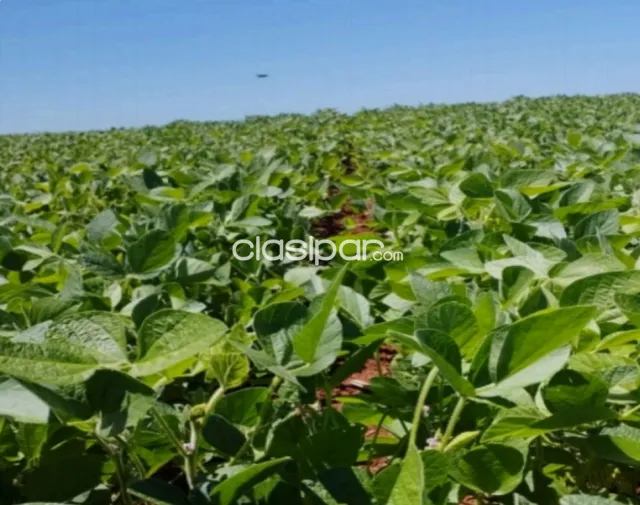 🚨vendo campo agroganadero listo p/ producir en caaguazú🚨, foto 5