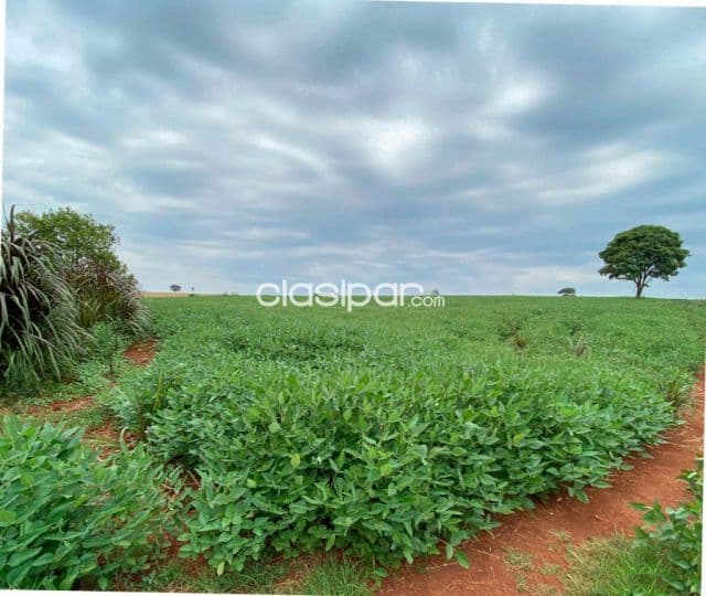 Campo Agrícola/Ganadero en Encarnación - 36 Ha