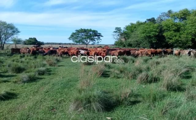 Estancia formada de 1331 hectáreas en tacuaras ñeembucu, foto 3