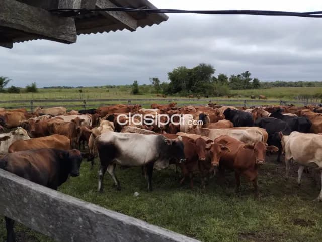 Estancia formada de 1331 hectáreas en tacuaras ñeembucu, foto 5