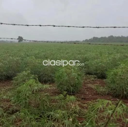 Campo Agrícola/Industrial en Minga Guazú sobre Ruta - 60 Ha, foto 4