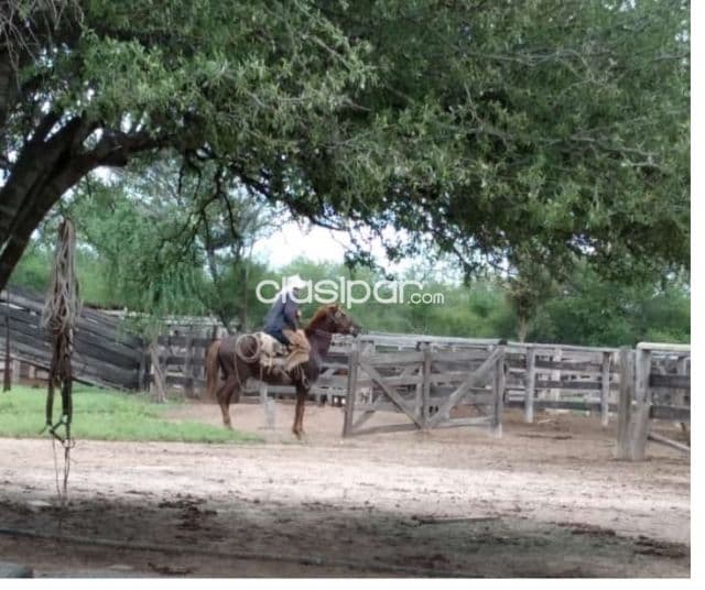 Alto paraguay - zona tte. Martinez - estancia 2.550 has