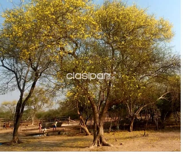 Alto paraguay - zona tte. Martinez - estancia 2.550 has, foto 4