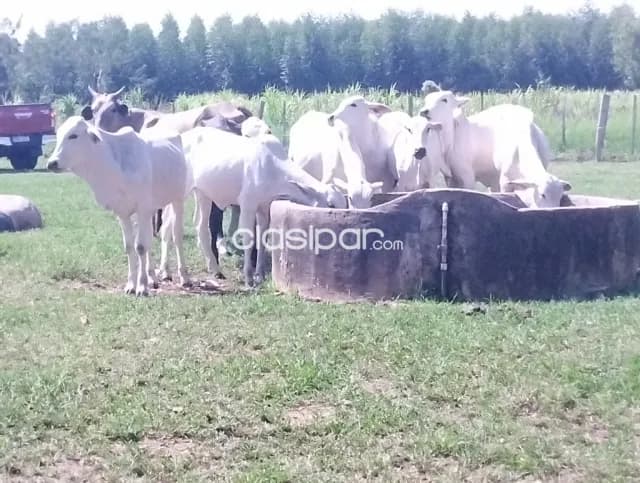 Establecimiento ganadero de 106 htas. - zona mbutuy s/ ruta asfaltada — foto 2