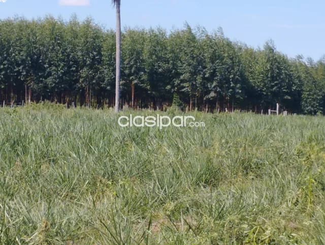 Establecimiento ganadero de 106 htas. - zona mbutuy s/ ruta asfaltada — foto 3
