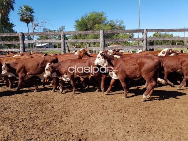 Estancia de 1.096 has en Presidente Hayes - CLCS6188065