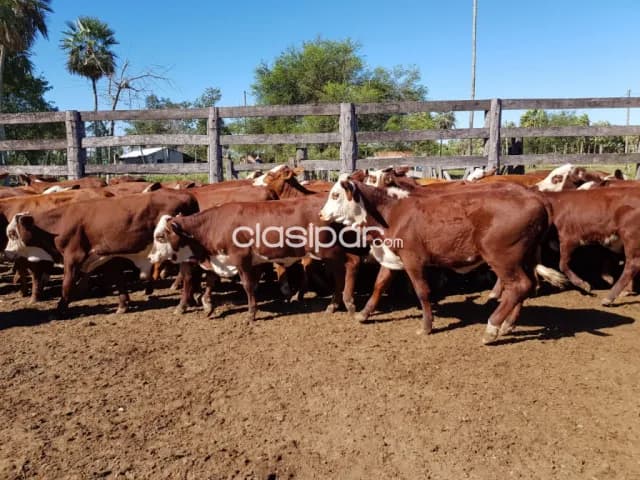 Estancia de 1.096 has en Presidente Hayes - CLCS6188065, foto 2