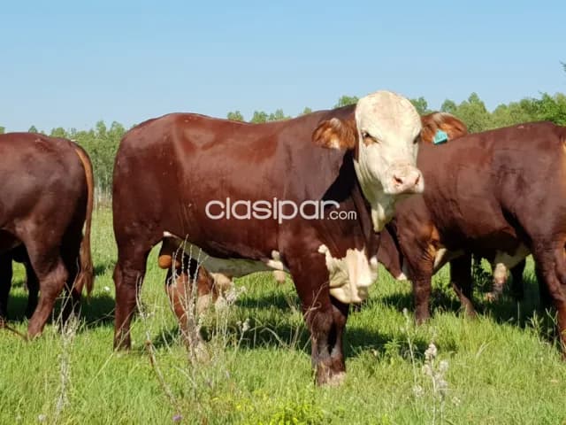 Estancia de 1.096 has en Presidente Hayes - CLCS6188065, foto 3