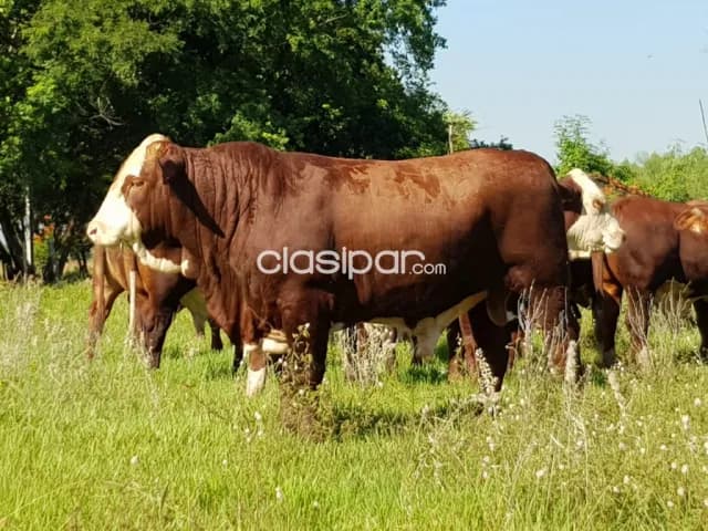 Estancia de 1.096 has en Presidente Hayes - CLCS6188065, foto 5