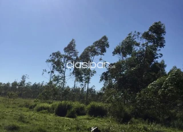 Campo Agrícola/Ganadero en San Pedro del Paraná sobre Ruta - 200 Ha, foto 3
