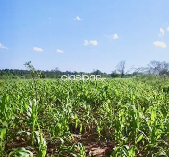 Campo Agrícola/Ganadero en Pastoreo - 40 Ha