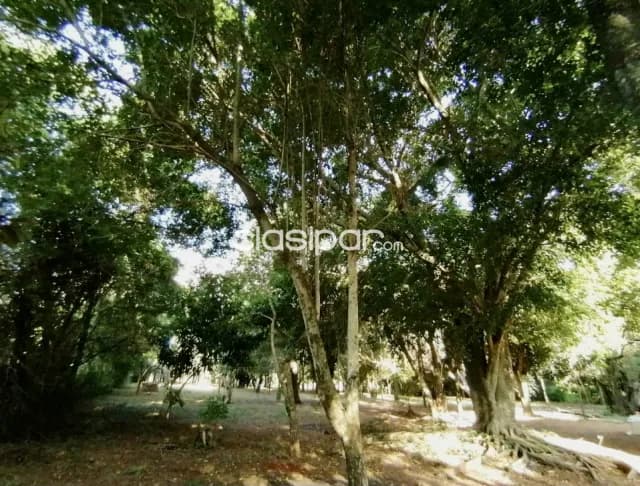 Campo Agrícola/Ganadero en Pastoreo - 40 Ha — foto 4